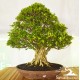 Kimeng (Ficus microcarpha)